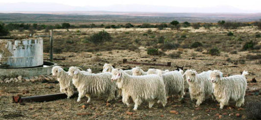 MOHAIR FROM THE CAPE : SOUTH AFRICA’S LUXURY FIBRE